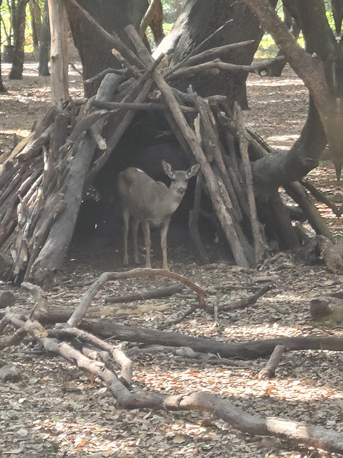 deer in a hut