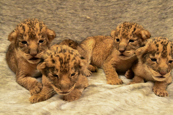 lion cubs born at Oklahoma City Zoo