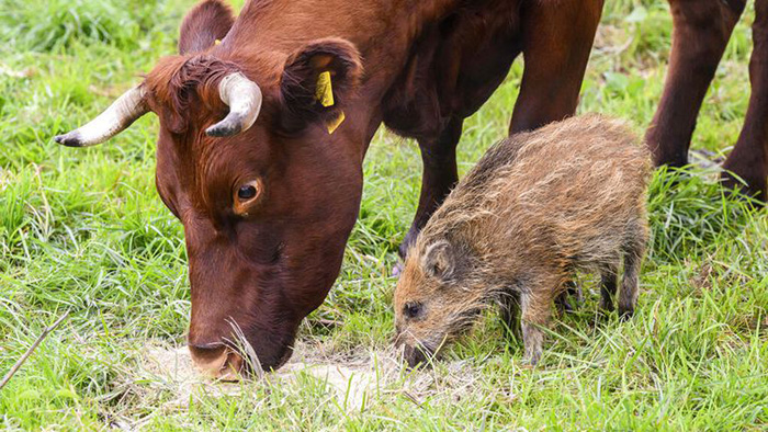 wild boar piglet adopted by cows