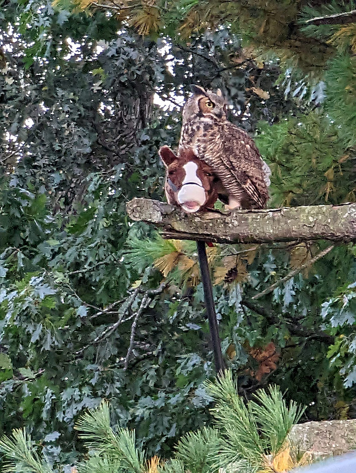 owl steals horse head toy