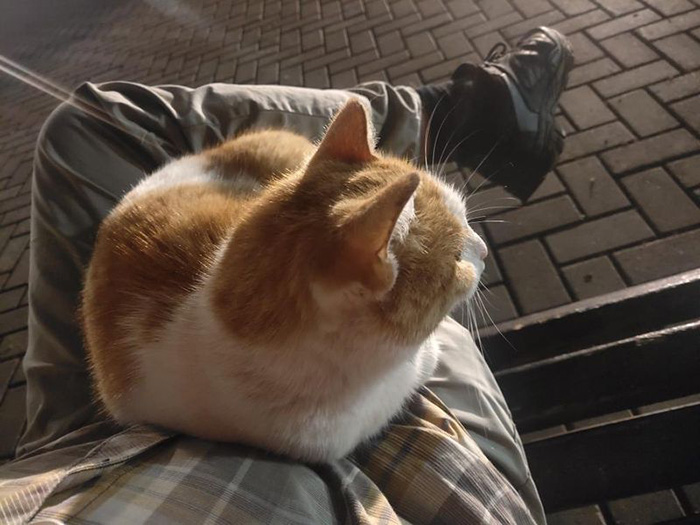 stray cat sits on man at train