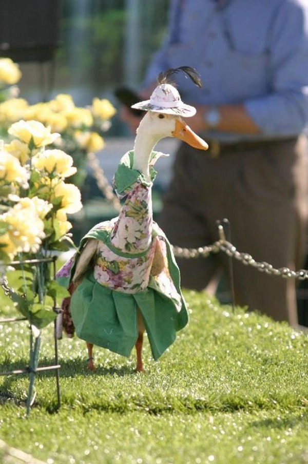 duck fashion show