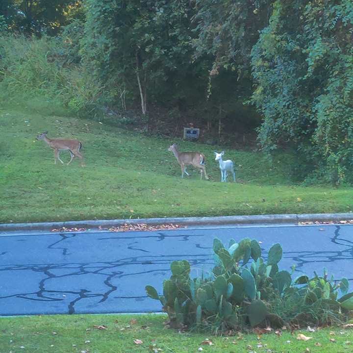 albino deer