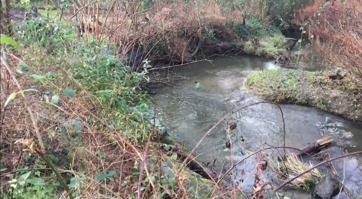 restaurant owner restores stream