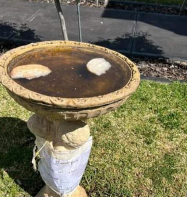 crow puts bread in birdbath