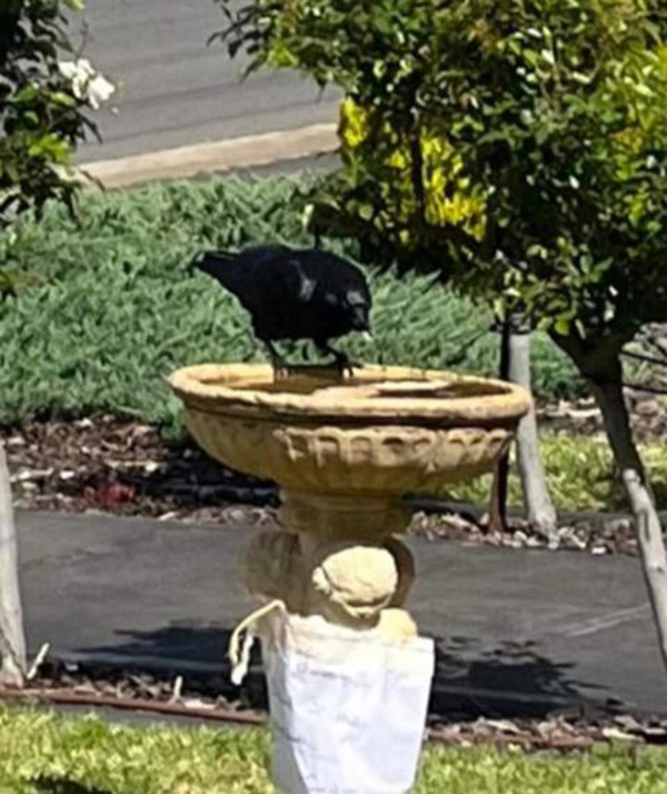 crow puts bread in birdbath