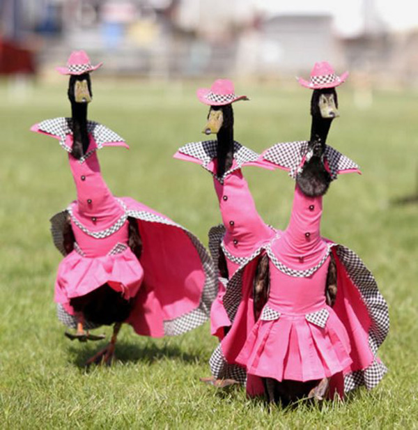 duck fashion show