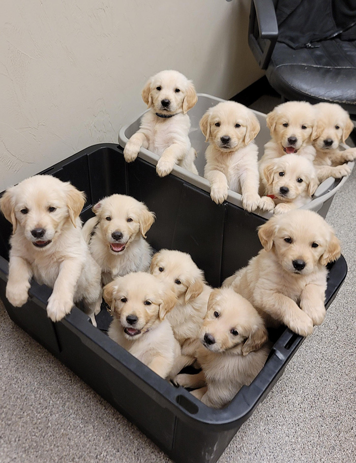 golden puppies at work