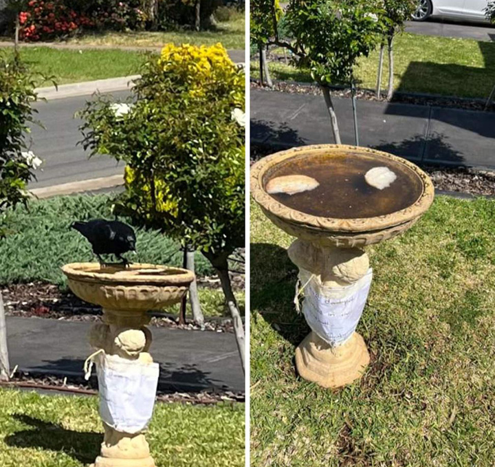 crow puts bread in birdbath