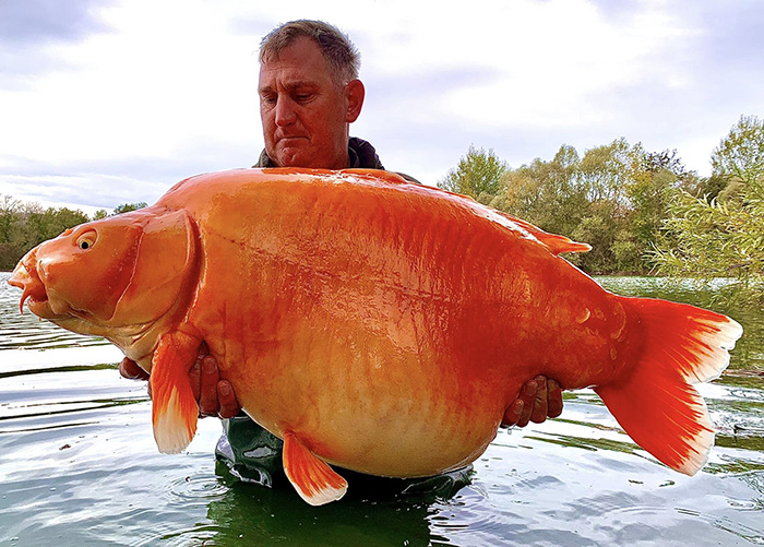 carrot the goldfish