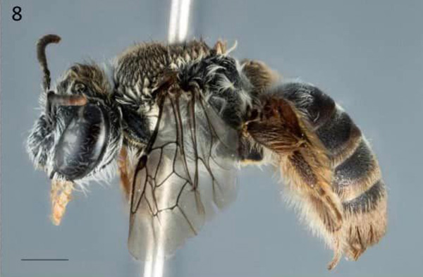 bee with a snout