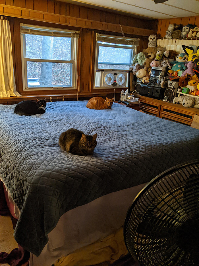 cats in corner of bed