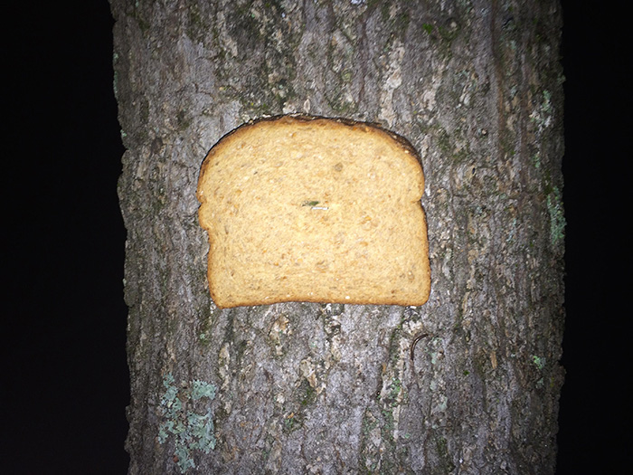 bread stapled to trees