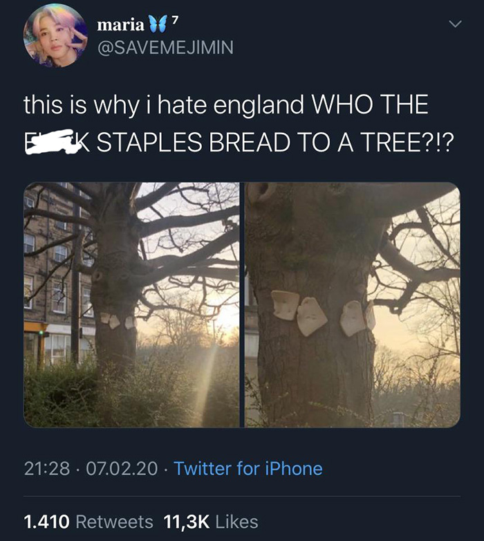 bread stapled to trees