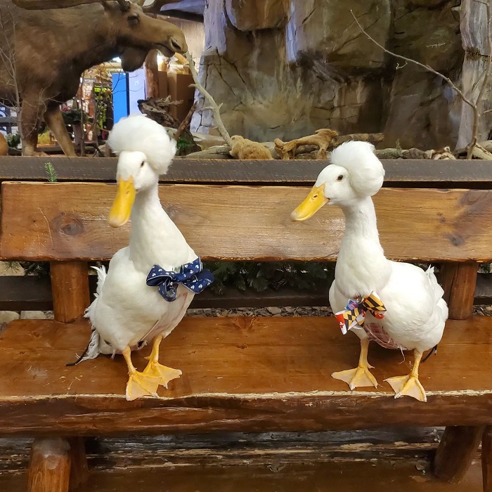 ducks as pets