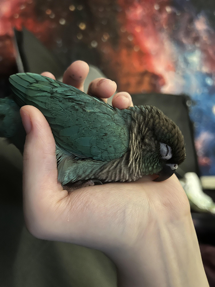 bird sleeping in hand