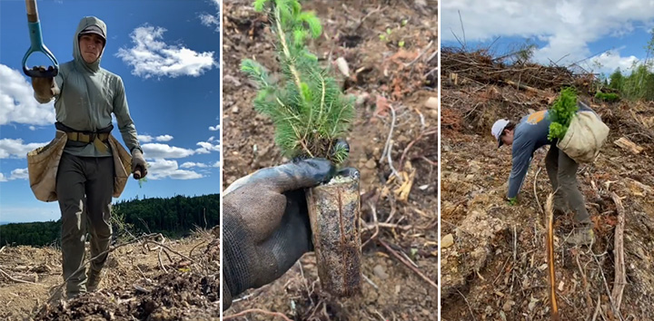 world record trees planted