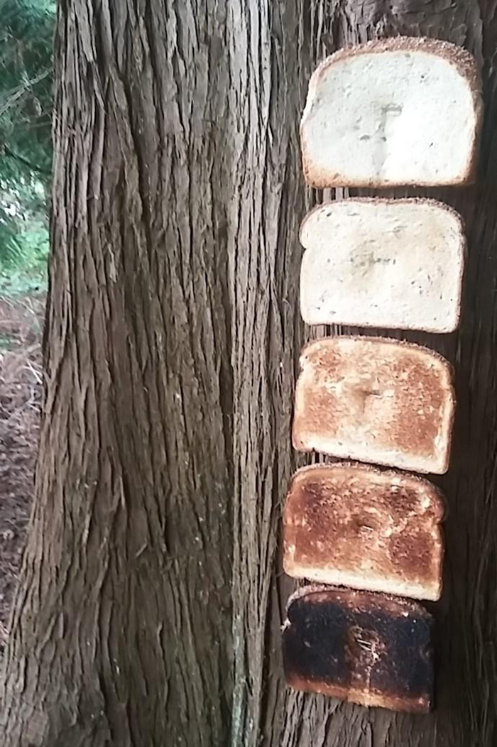 bread stapled to trees