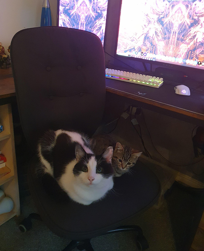 cats steal chair