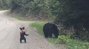 little bear with new toy