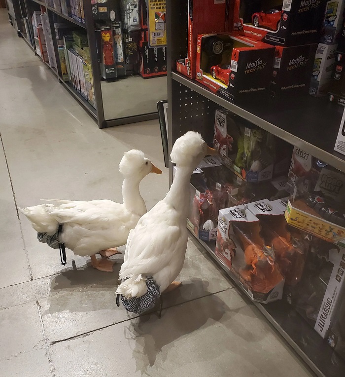 duck brothers like to go shopping