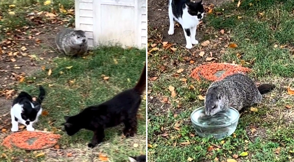 Wild Groundhog Tries To Blend In With The Cats In Hilarious Video
