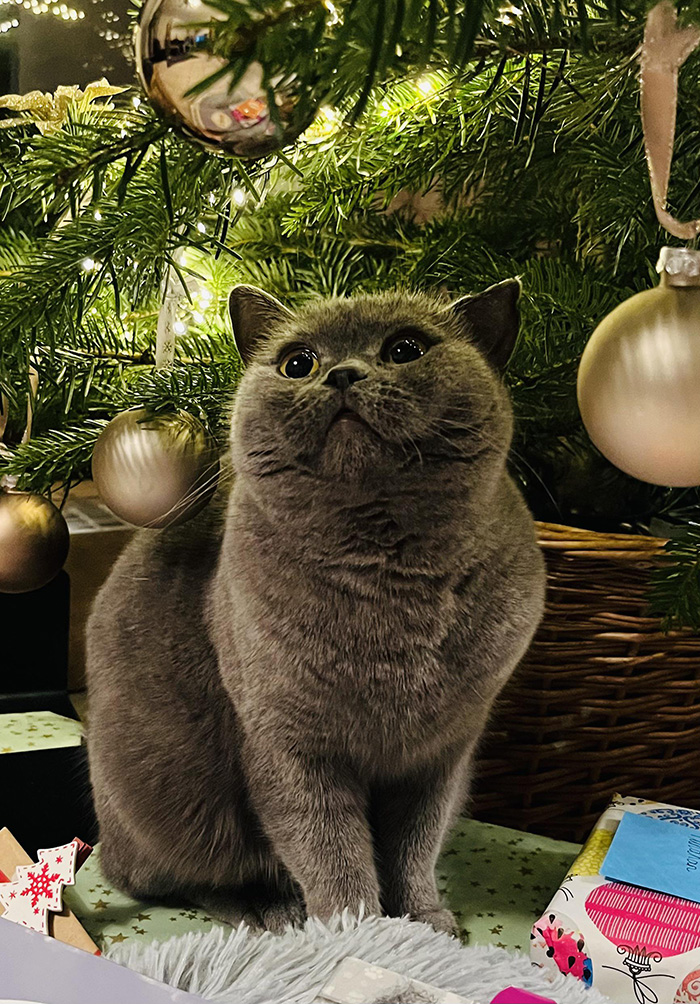 cat loves christmas