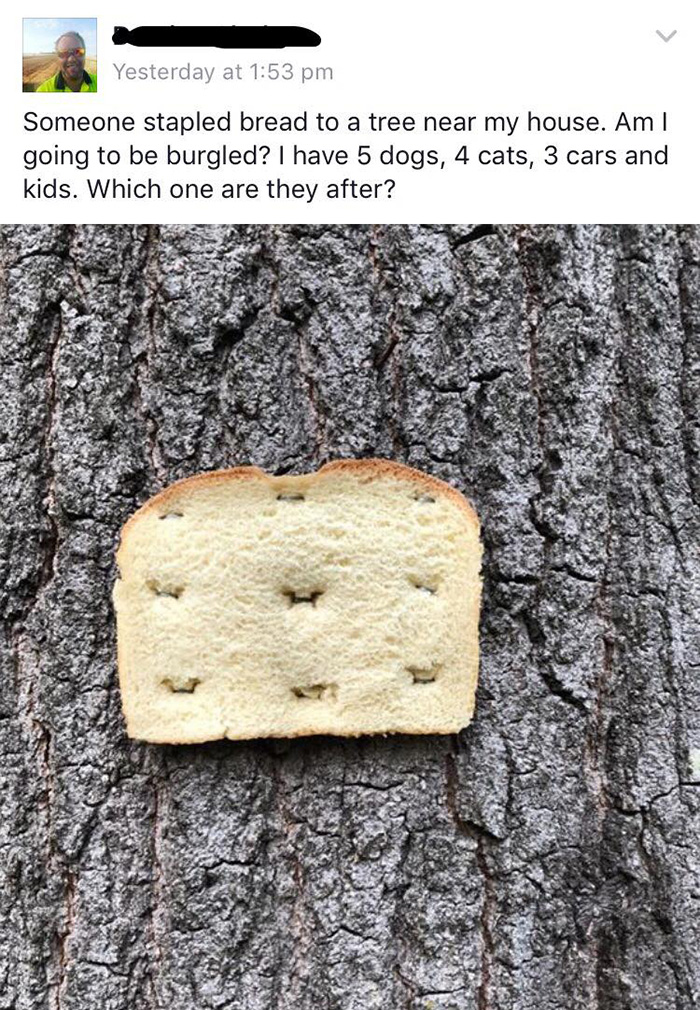 bread stapled to trees