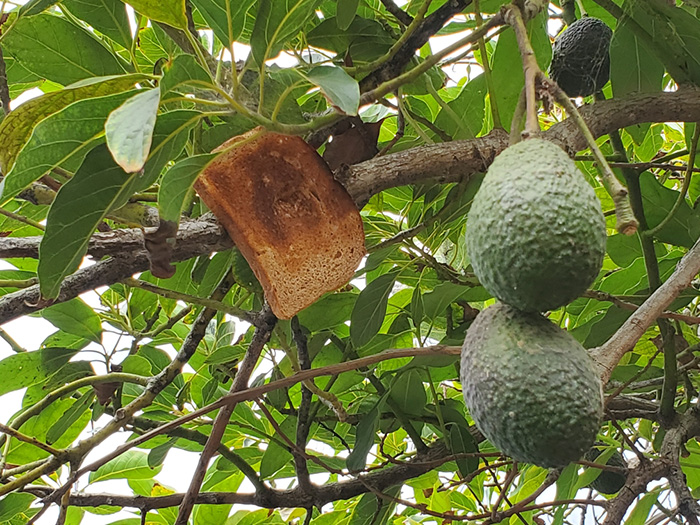 bread stapled to trees