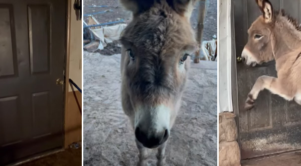 This Donkey Knocks On The Front Door When He Wants Attention