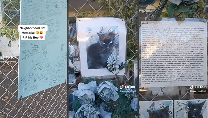memorial for neighborhood cat