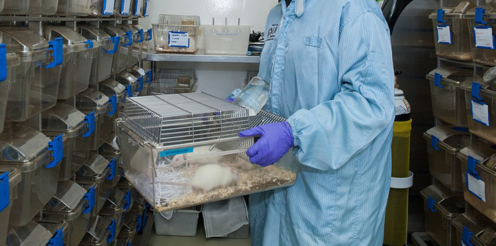 New York bans animal testing cosmetics