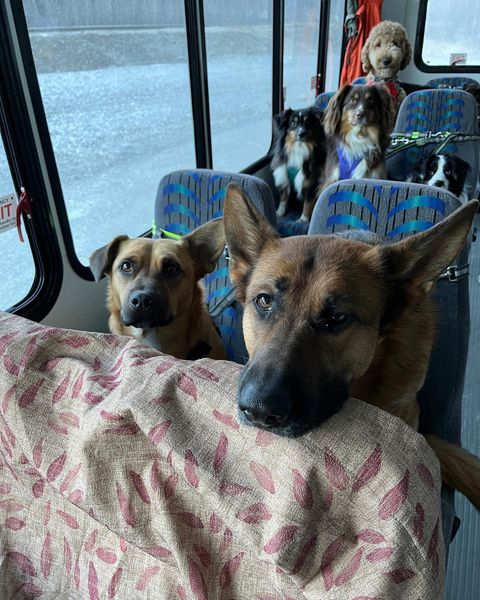 doggy daycare bus