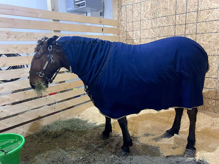 horse rescue icy water