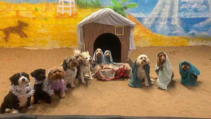 dog nativity scene