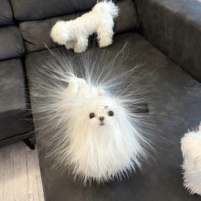 dog static electricity