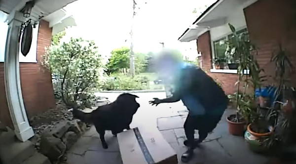 Delivery Driver Is Surprised By Friendly Tibetan Mastiff Delivery Driver Is Surprised By Friendly Tibetan Mastiff