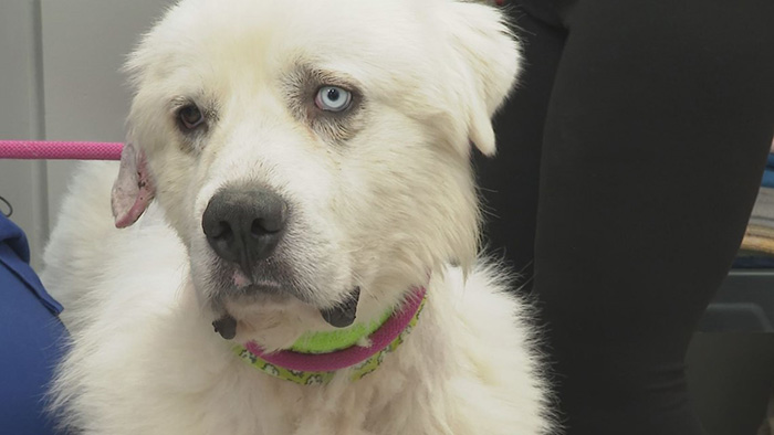 livestock dog casper coyotes