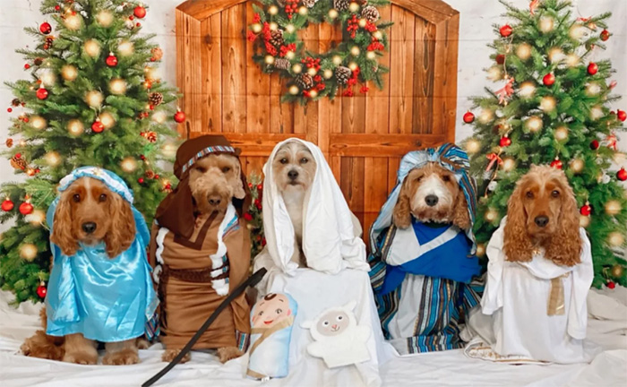 dogs recreate nativity scene