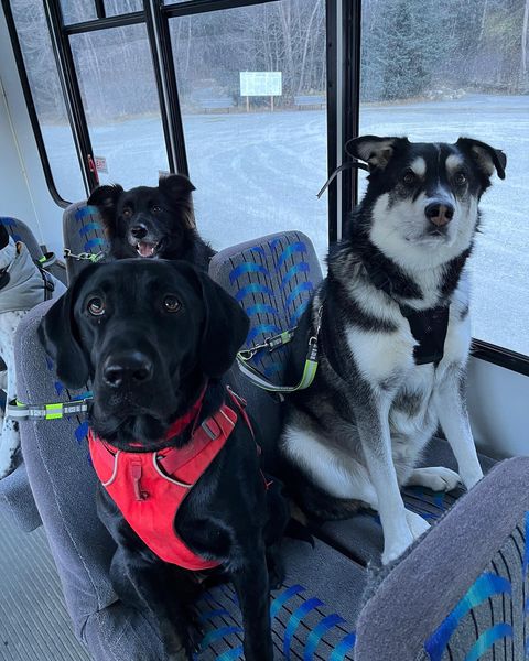 doggy daycare bus