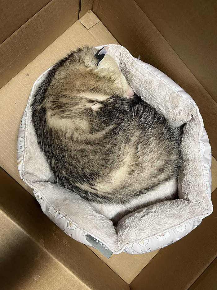 The possum that got into my garage and is currently sleeping in the cat bed