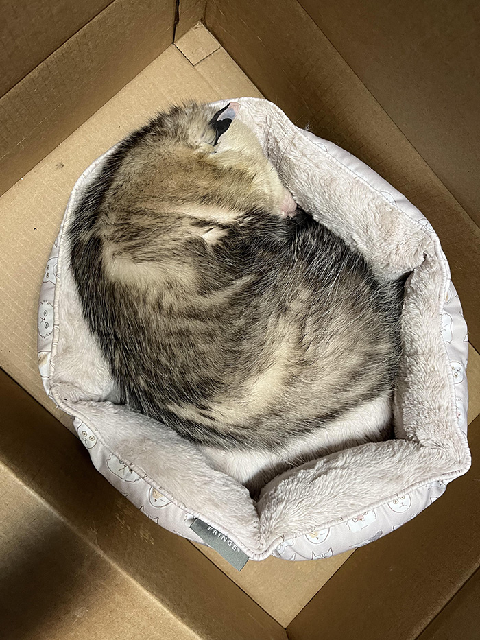 possum in cat bed