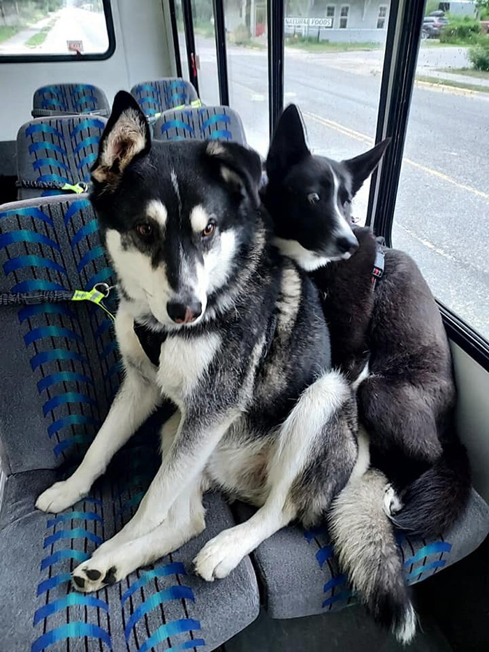 doggy daycare bus