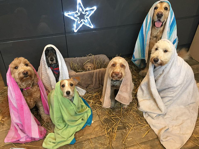 dog nativity scene