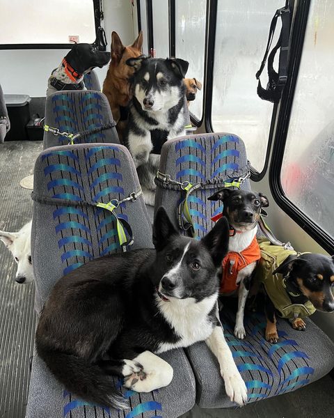 doggy daycare bus