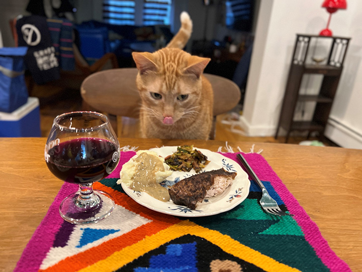 cat enjoys thanksgiving dinner