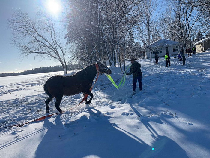 horse rescue icy water