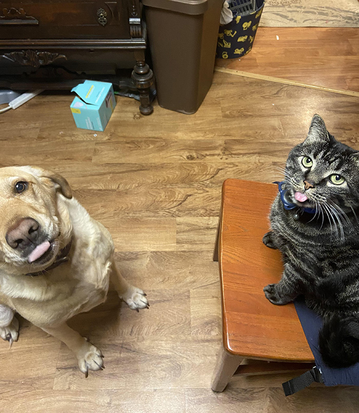 tongues out cat and dog