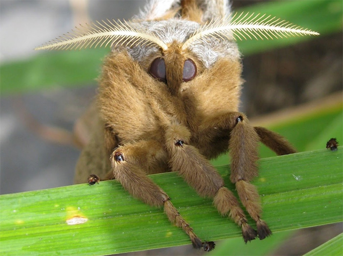 spider moth