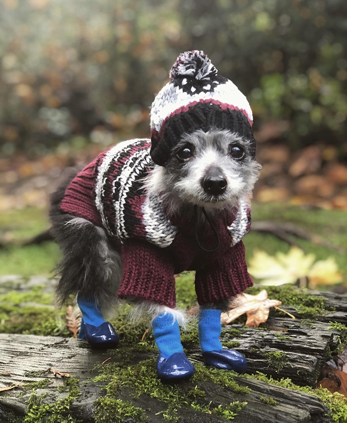dog with hat and boots